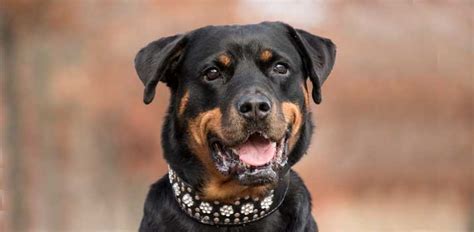 Rottweilers Barking a Lot? Here’s What They Might Be Trying to Say ,, | Daily Dog Stuff