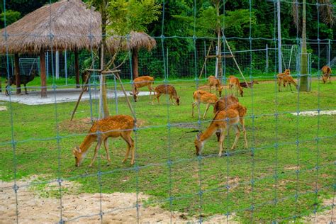 How Tall Should A Deer Fence Be? [Inclding Best Materials To Use] - Fence Fixation