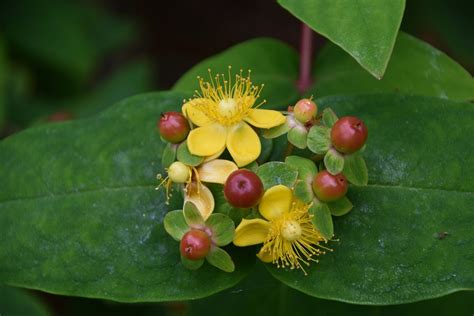 Tutsan (Hypericum androsaemum) | Naturescape