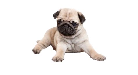 Pug PNG Transparent Images