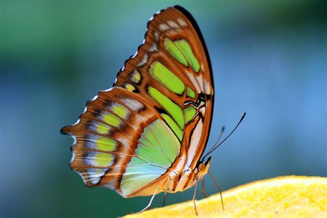 #beautiful #bright #brown #butterfly #butterfly wings #colorful #green ...