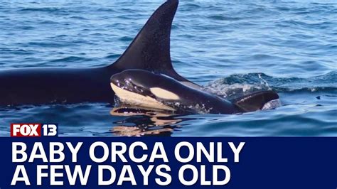 New baby orca in J-Pod is few days old - YouTube