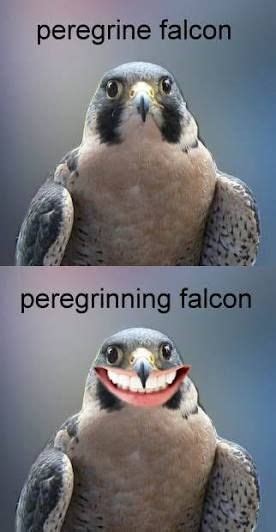 Peregrine Falcon Bird Memes