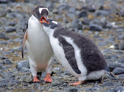 Argentina nativa: Pingüino de vincha (Pygoscelis papua)