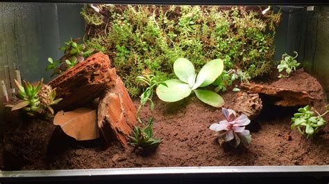 Bioactive Leopard gecko Setup (Biopod How To) - YouTube