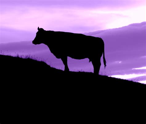 Be a Purple Cow | OnStrategy Resources