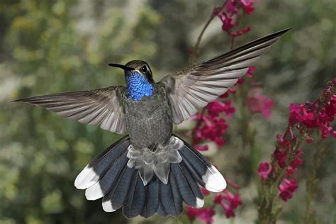 Blue Throated Hummingbird Photograph by Gregory Scott