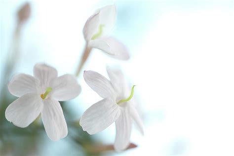 Jasmine Flowers by Tetsuya Tanooka/a.collectionrf