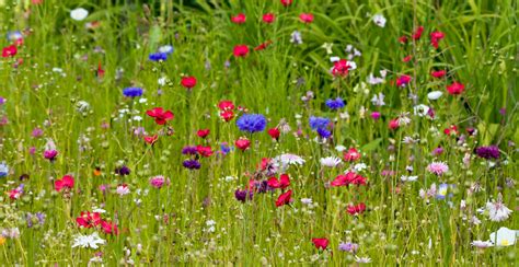 Wild Flowers Free Stock Photo - Public Domain Pictures