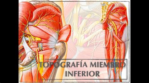 Mecánicamente capa Metropolitano anatomia topografica miembro inferior Lidiar con Persistente lente