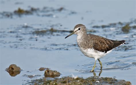 Green Sandpiper by Tony Davison - BirdGuides