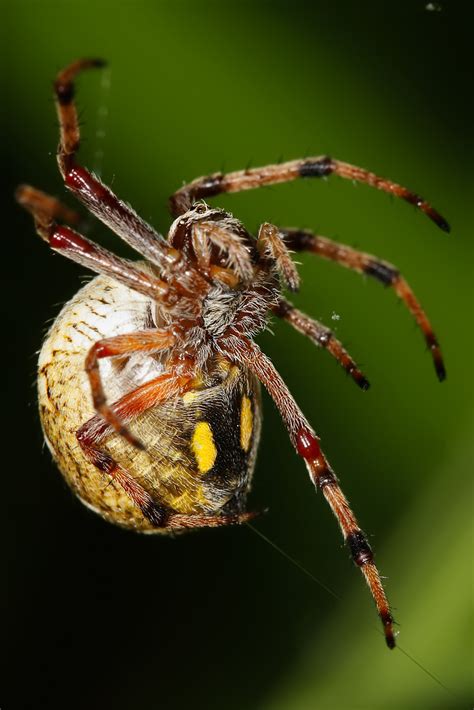 File:Australian orb weaver spinning web.jpg - Wikimedia Commons