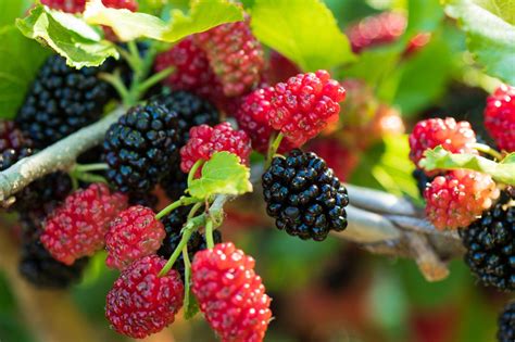 Real Food Encyclopedia - Mulberries - FoodPrint