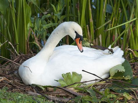 Nesting Swan Photograph by Norman Johnson - Fine Art America