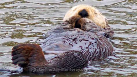 Monterey Sea Otters, Where to see Moss Landing Sea Otter?