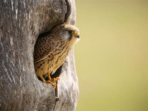 Kestrel Hovering: A Complete Guide | Birdfact