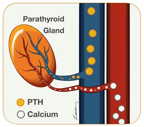 Intraoperative Parathyroid Hormone (PTH) Testing | Dr. Larian