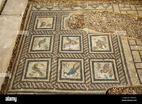 Mosaics in Villa of the Birds at Kom el-Dikka, Alexandria, Egypt Stock Photo - Alamy