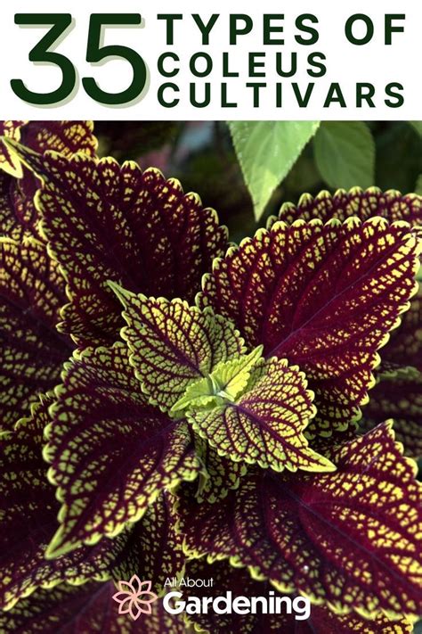 Coleus Varieties: 35 Different Types of Coleus Cultivars | Jardins, Plante