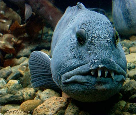 28 best Ugly Fish images on Pinterest | Pisces, Water animals and Fish fin