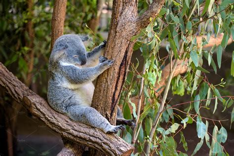 Sleeping koala on eucalyptus tree in Australia | Animal Stock Photos ~ Creative Market