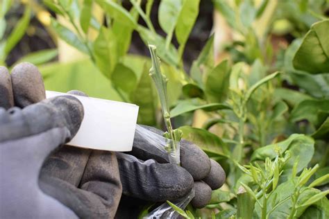 What Does Grafting Mean When It Comes to Plants?