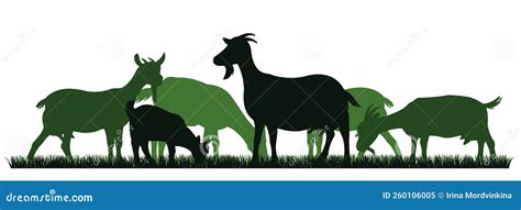 Goats Grazing on Pasture. Picture Silhouette. Farm Pets. Animals for Milk and Dairy Products ...