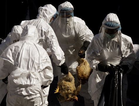 Federal panel asks journals to censor reports of lab-created ‘bird flu ...