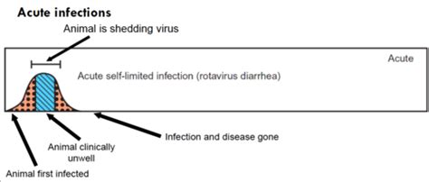 Mechanisms of viral pathogenesis Flashcards | Quizlet