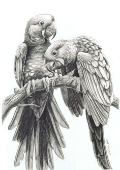 26 Parrots ideas | parrots art, parrot, bird drawings