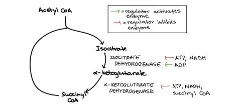 Isocitrate Dehydrogenase Reaction