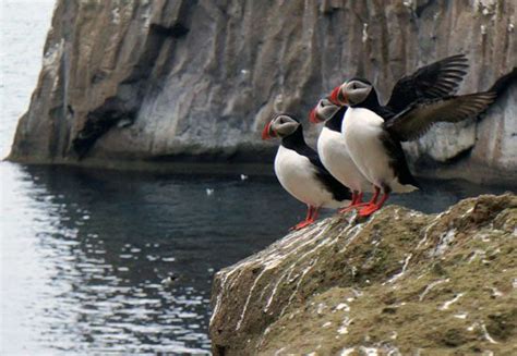 Peek Into a Puffin Burrow in Iceland [sounds and video] | All About Birds