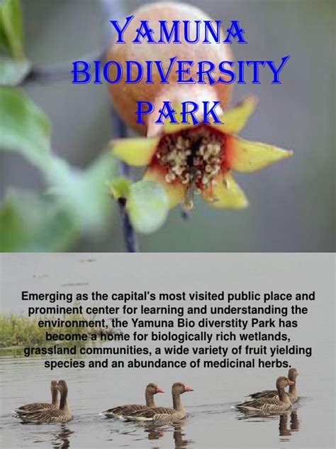 Yamuna Biodiversity Park | PDF | Ecoregions | Forests