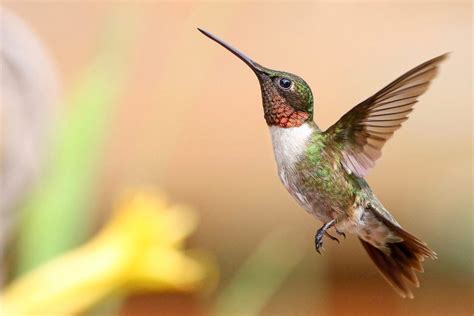 Why Have My Hummingbirds Disappeared? - Birds and Blooms