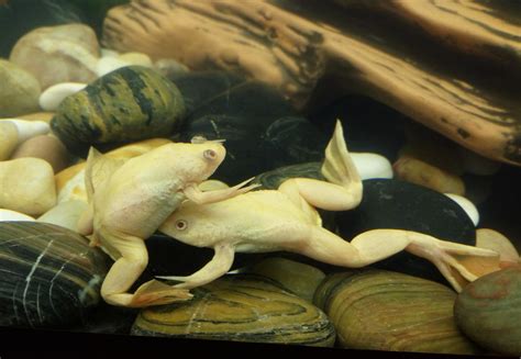 Albino Clawed Frog Tank Mates - AMPHIPEDIA