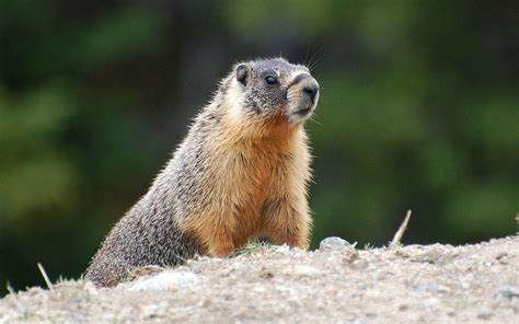 Marmot Wallpapers - Top Free Marmot Backgrounds - WallpaperAccess