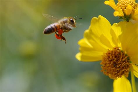 Bug of the Week: Honey Bee Pollen Baskets – Growing With Science Blog