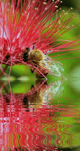 insects | GIF | PrimoGIF
