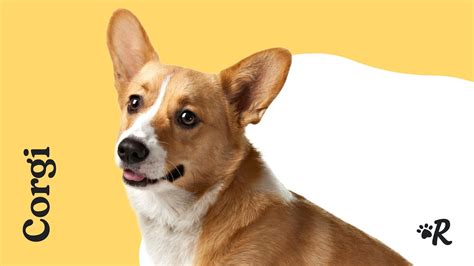 The 158 Most Popular & Loved Corgi Names