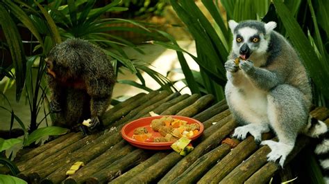 Lemur Diet Captivity - How much does a Lemur Eat a Day? - Primates Park