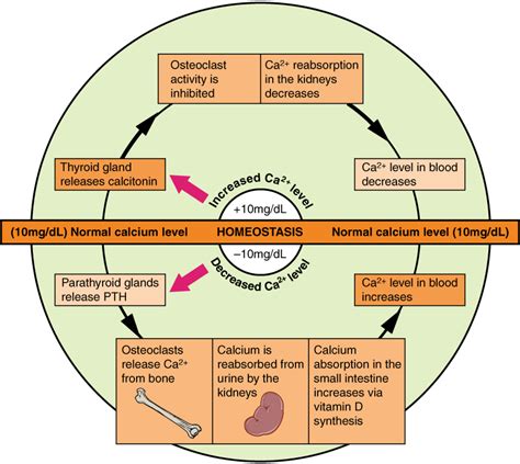 Calcium Homeostasis: Interactions of the Skeletal System and Other Organ Systems · Anatomy and ...