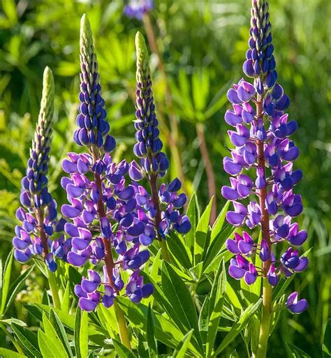 Lupinus (Lupine; Lupin) – A to Z Flowers