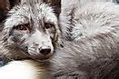 Silver Fox Facts: Animals of North America - WorldAtlas.com