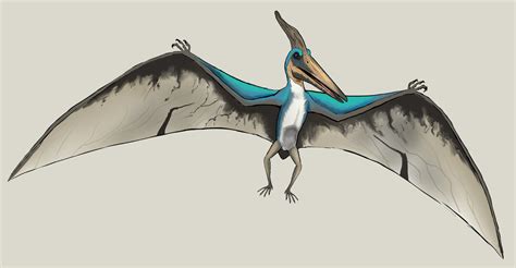 Pteranodon Drawing at GetDrawings | Free download