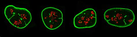 The DNA-damage response in cell physiology and disease