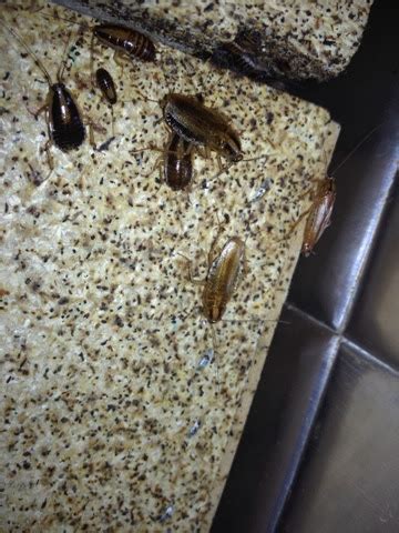 American Pest Solutions: German Roach infestation