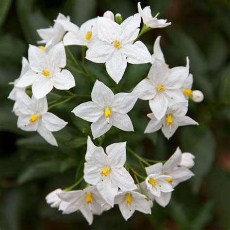 Jasmine Nightshade | Solanum Jasminoides Album Jasmine Nightshade 9cm