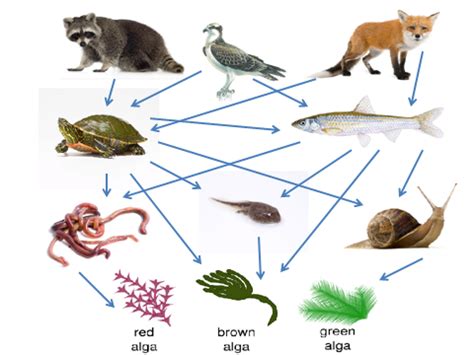 Conservation Biology - The Blanding's Turtle