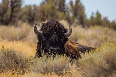 American Bison, How The Army Nearly Wiped Them Out