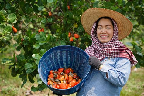 Harvesting Organic Cashew Nuts - Tips and Techniques - Visimex